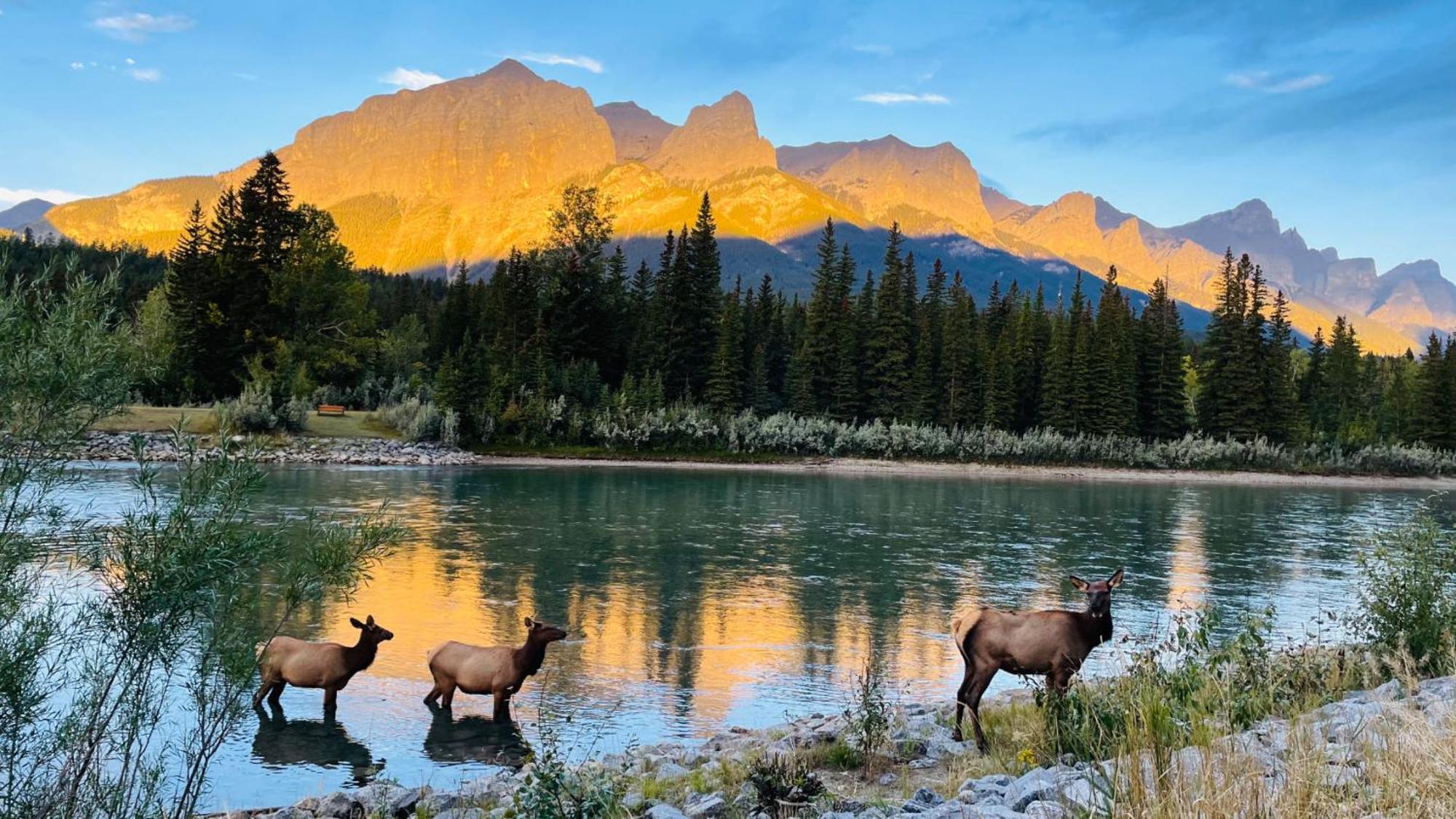 #304 Mountain View 1Br In Canmore Dt Εξωτερικό φωτογραφία